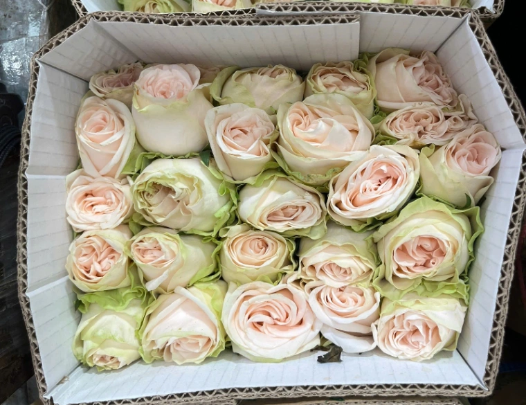 Hoa Hồng Pink Rose - 10 bông