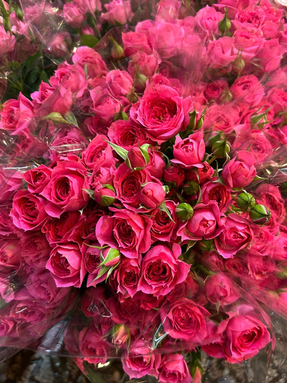Hồng Sophia (5-7 cành) 3